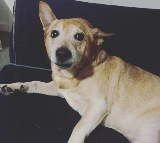 Anyone want to show me a photo of their dog ? 