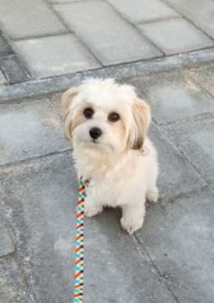 How much does your dog shed? I can't figure out how mine isn't bald by now.