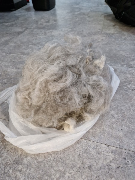 Grooming help needed for matted ragdoll