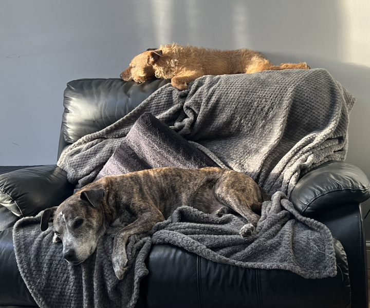 Anyone want to show me a photo of their dog ? 