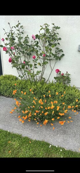 What can I do to my roses to tackle these issues?