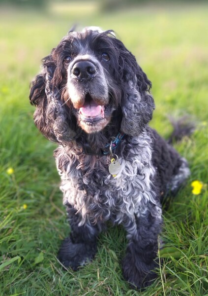 Anyone want to show me a photo of their dog ? 