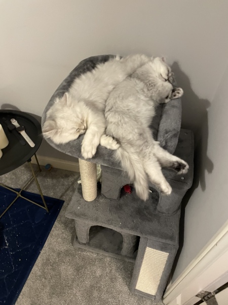 The boys are being neutered tomorrow! What to expect? 