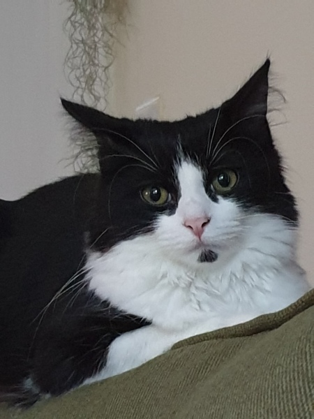 Surgical suit or cone of shame? 