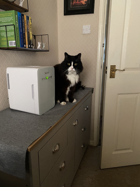 Can we have a cat photo thread ? I’m thinking of getting a cat 