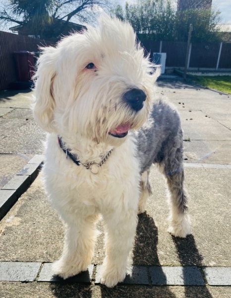 Anyone want to show me a photo of their dog ? 