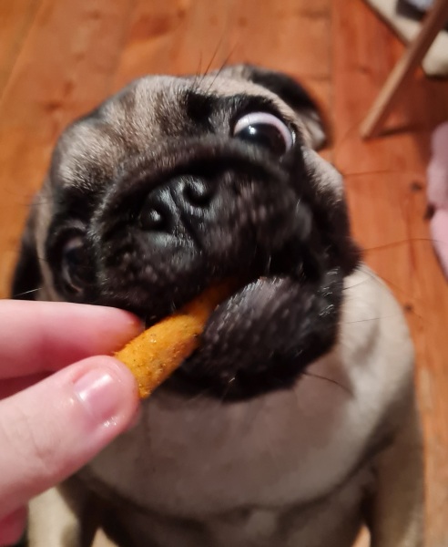 Anyone want to show me a photo of their dog ? 