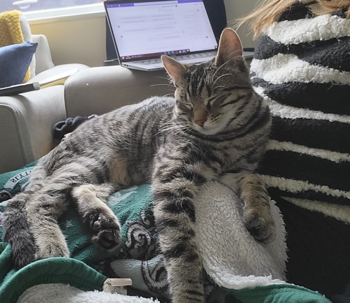 Can we have a cat photo thread ? I’m thinking of getting a cat 