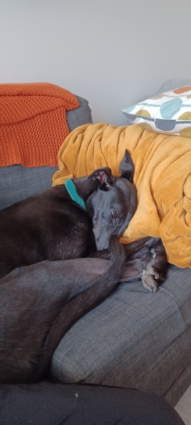 Anyone want to show me a photo of their dog ? 