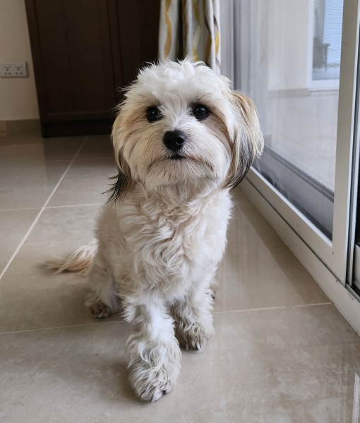 Anyone want to show me a photo of their dog ? 