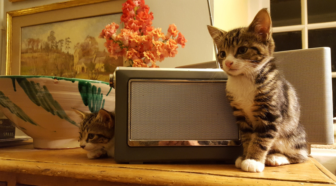 Can we have a cat photo thread ? I’m thinking of getting a cat 