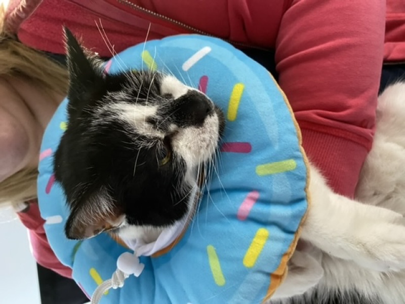 My cat Harry has a bald patch