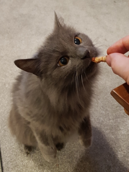 Hundreds of cats, thousands of cats, millions and billions and trillions of cats