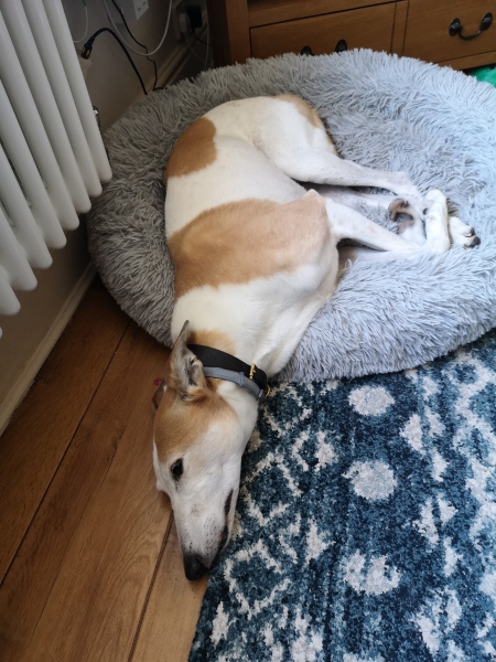 I have an appointment to view a greyhound today at the animal sanctuary. Wish me luck.