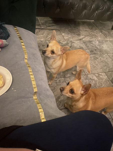 To ask to see your pets? 