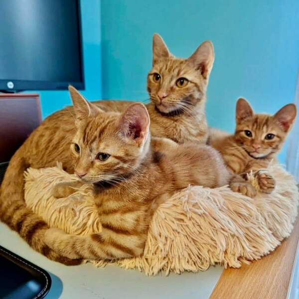 3 babies! 