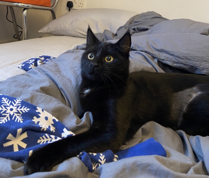To ask to see your pets? 
