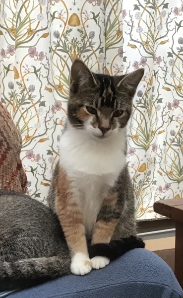 Can we have a cat photo thread ? I’m thinking of getting a cat 