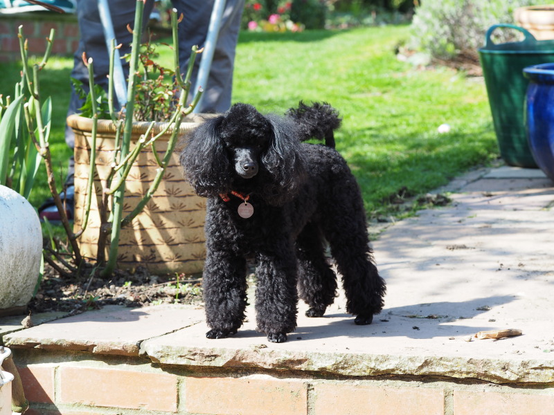 To regret taking on dog and potentially rehome?