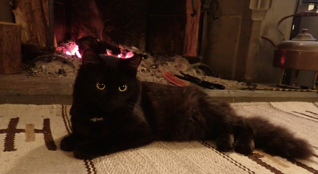 Can we have a cat photo thread ? I’m thinking of getting a cat 