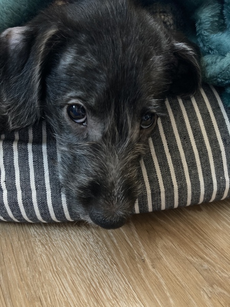 Puppy Survival Thread - as we approach Fireworks night for the first time…
