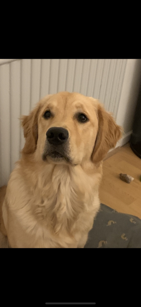 Anyone want to show me a photo of their dog ? 