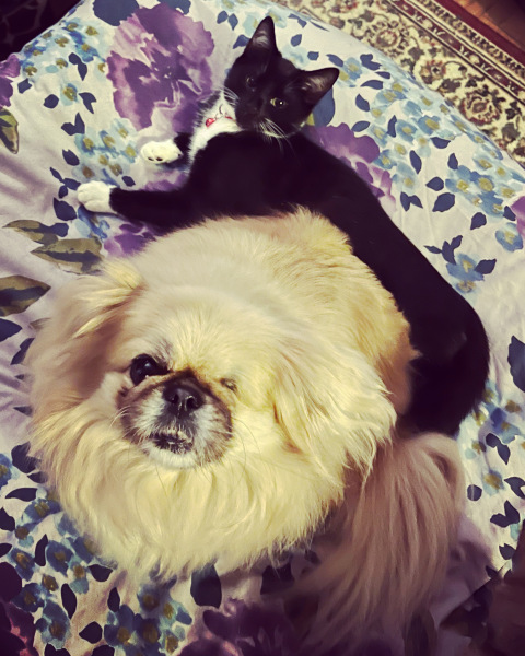 Anyone want to show me a photo of their dog ? 