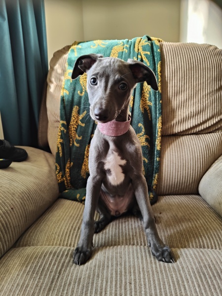 Anyone want to show me a photo of their dog ? 