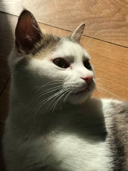 Can we have a cat photo thread ? I’m thinking of getting a cat 