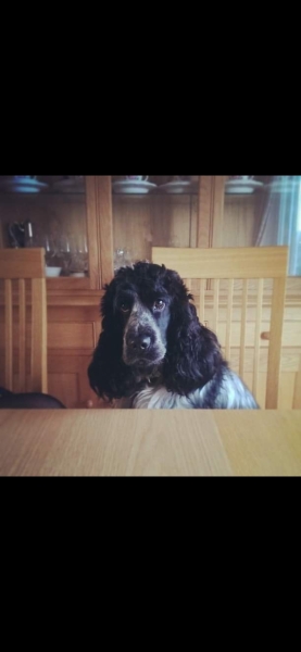 do all show cockers have the personality of a tea towel