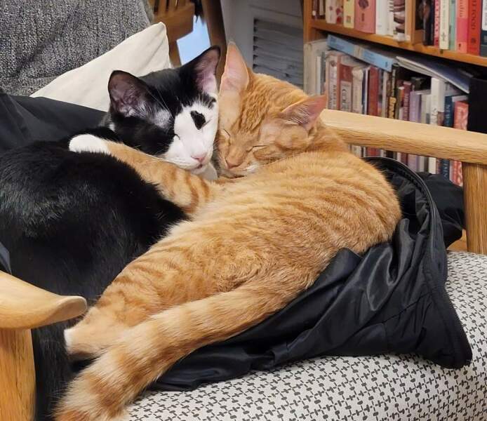 Can we have a cat photo thread ? I’m thinking of getting a cat 