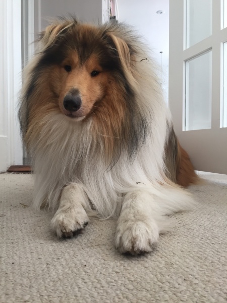 To ask you to help me choose a dog breed? 