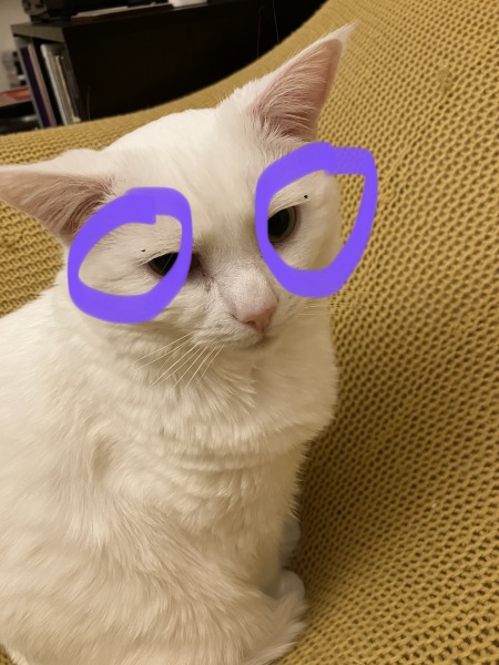 Cat has singed her whiskers