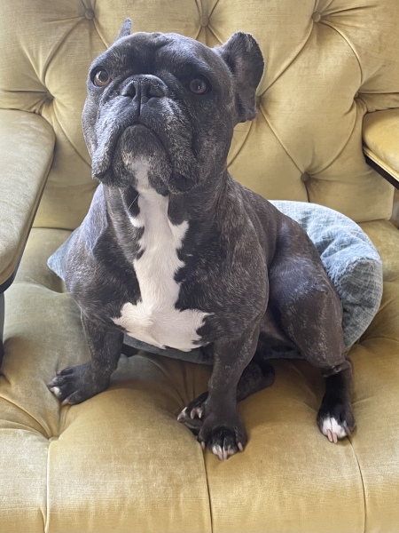 To regret taking on dog and potentially rehome?