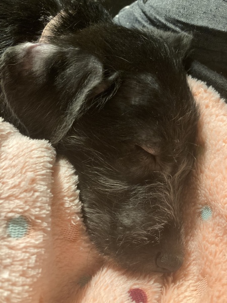 Puppy Survival Thread - as we approach Fireworks night for the first time…