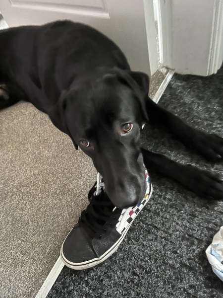 The dog is my favourite.