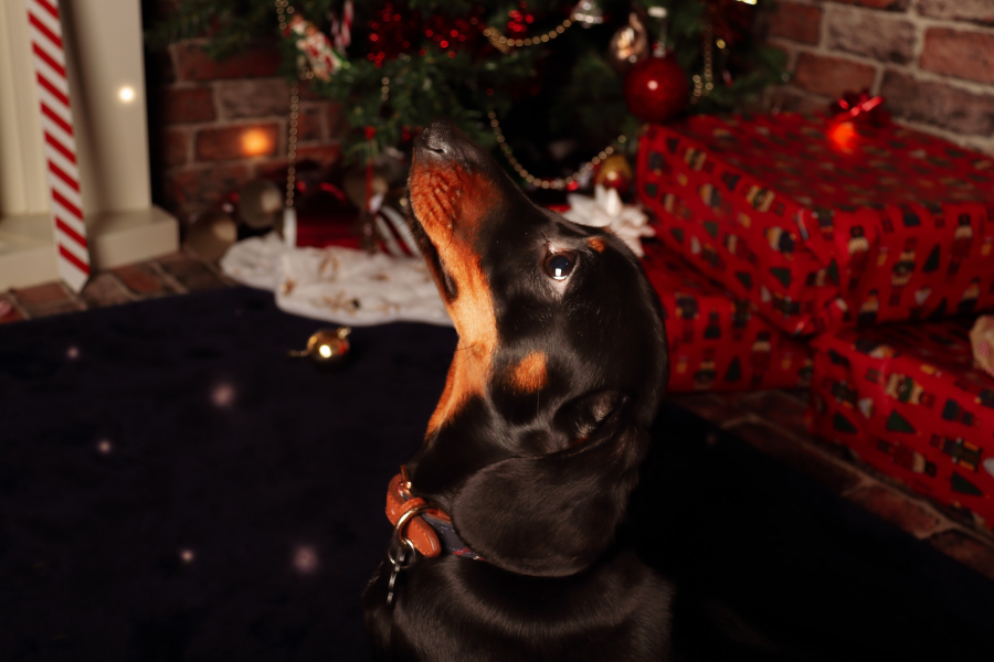 Anyone want to show me a photo of their dog ? 