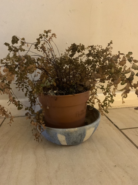 Have I killed this plant? 