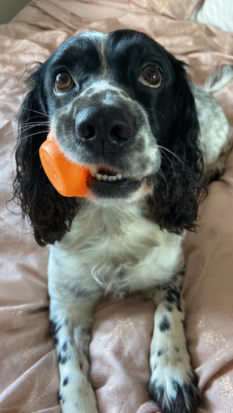 To ask to see your pets? 