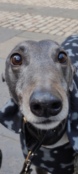 I have an appointment to view a greyhound today at the animal sanctuary. Wish me luck.