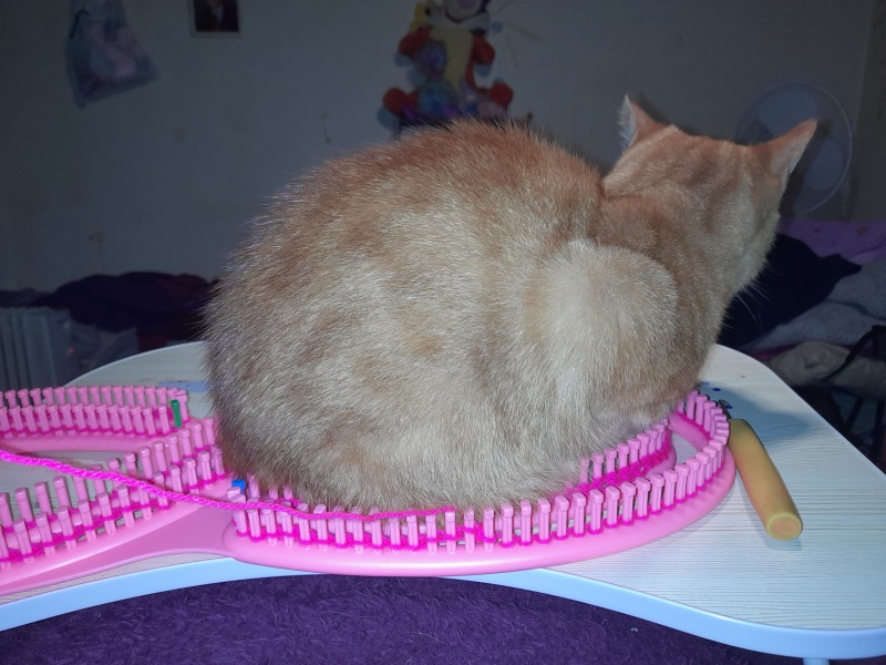 Can we have a cat photo thread ? I’m thinking of getting a cat 