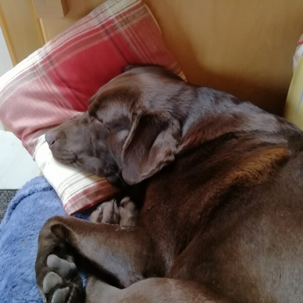 Anyone want to show me a photo of their dog ? 