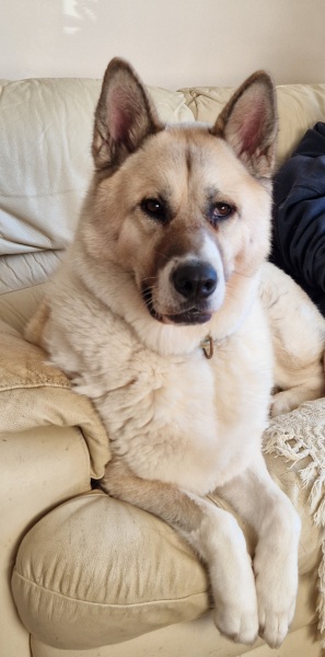 Anyone want to show me a photo of their dog ? 