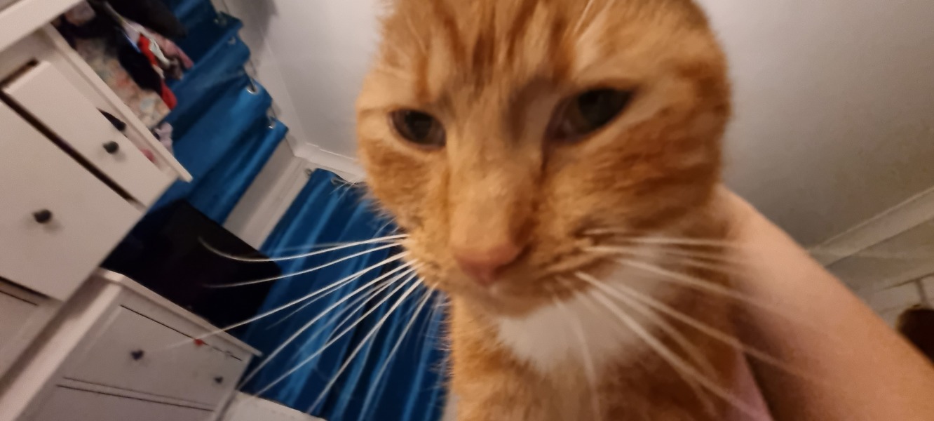 Can we have a cat photo thread ? I’m thinking of getting a cat 