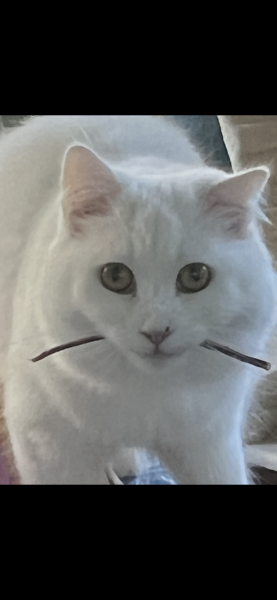 Cat with sore eyes.