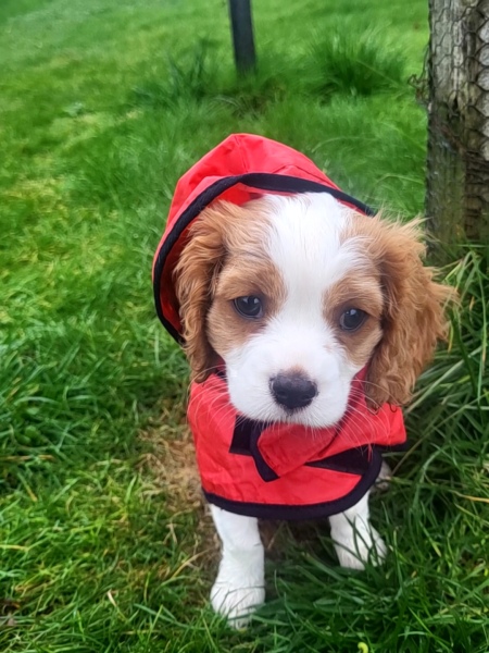 Anyone want to show me a photo of their dog ? 