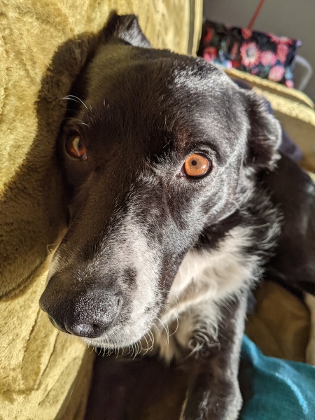 To ask to see your pets? 
