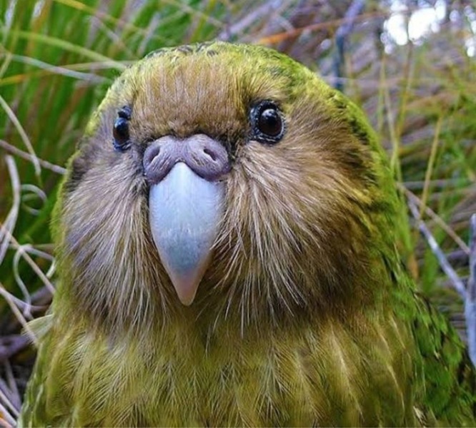 I need an owl.