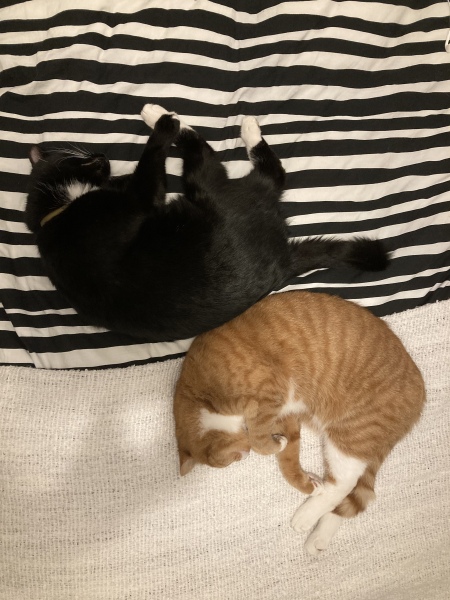 Can we have a cat photo thread ? I’m thinking of getting a cat 