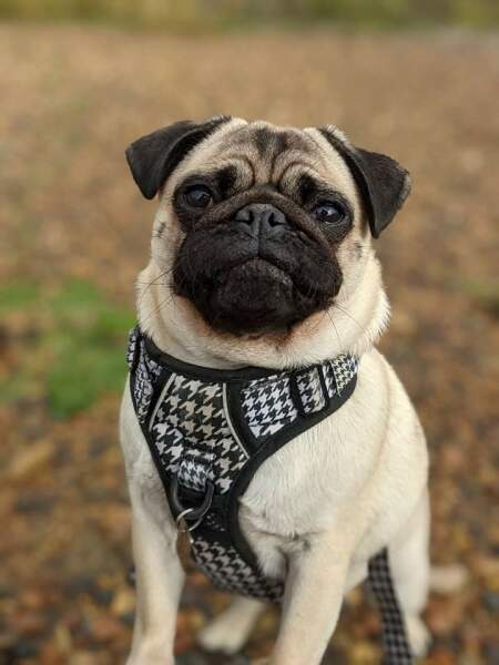 Anyone want to show me a photo of their dog ? 